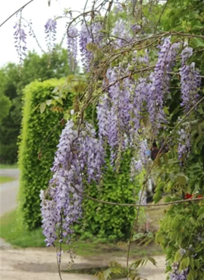 Chinesischer Blauregen Chinesischer Blauregen