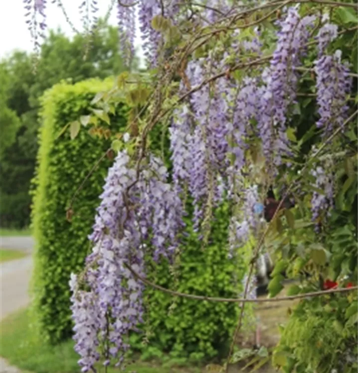 Wisteria sinensis Wisteria sinensis
