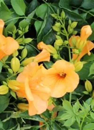 Gelbe Klettertrompete Gelbe Klettertrompete