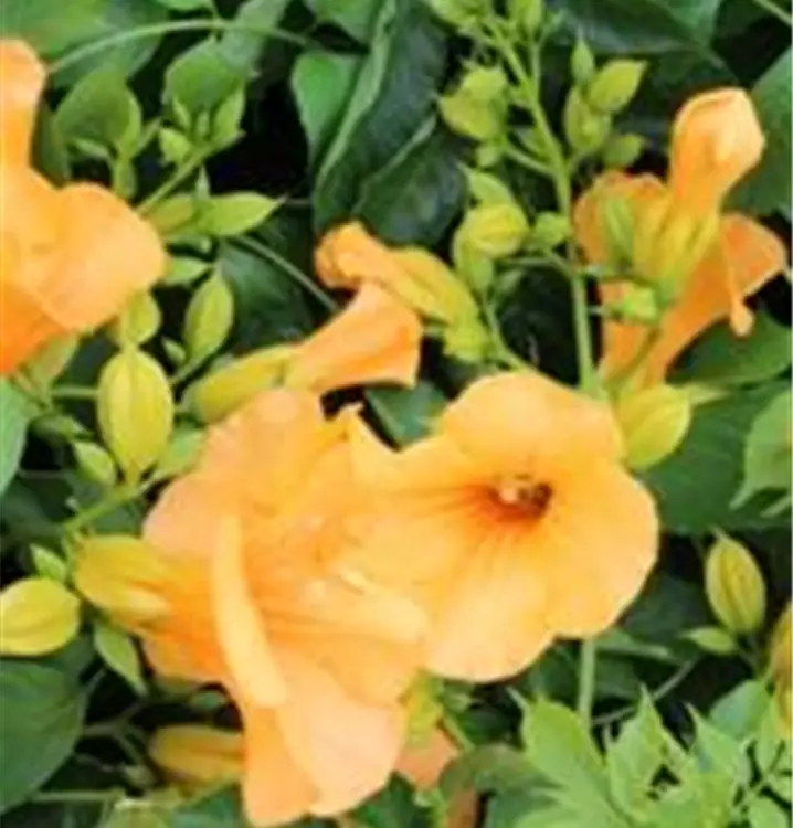 Campsis radicans 'Flava'