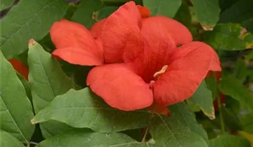 Zum Vergrößern klicken Bildvorschau