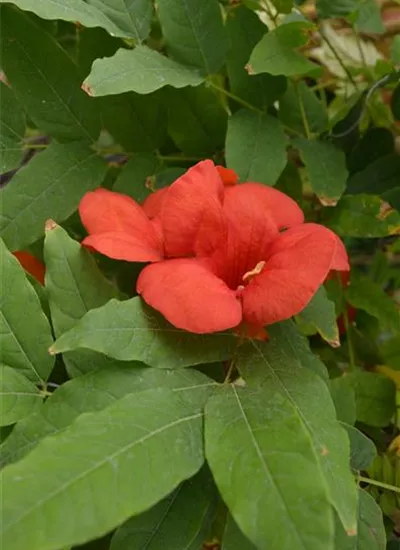 Orange Klettertrompete Orange Klettertrompete