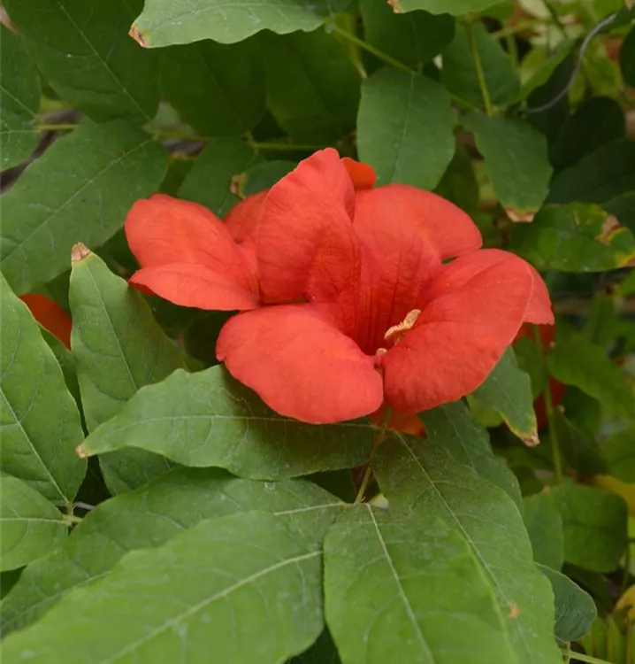 Campsis tagliabuana 'Mme.Galen' Campsis tagliabuana 'Mme.Galen'