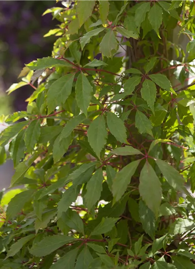 Mauer-Wein Mauer-Wein