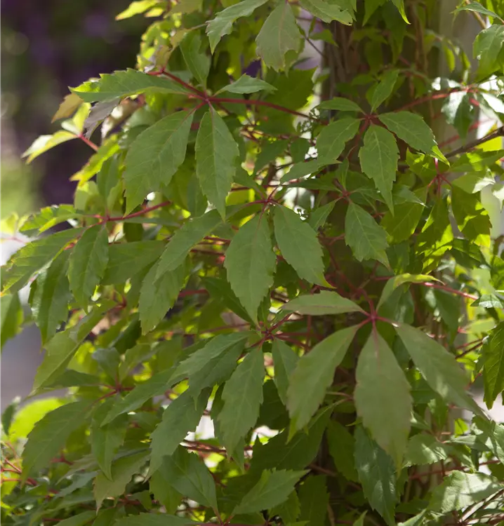 Parthenocissus quinquefolia 'Engelmannii'