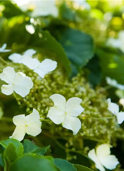 Kletter-Hortensie Kletter-Hortensie