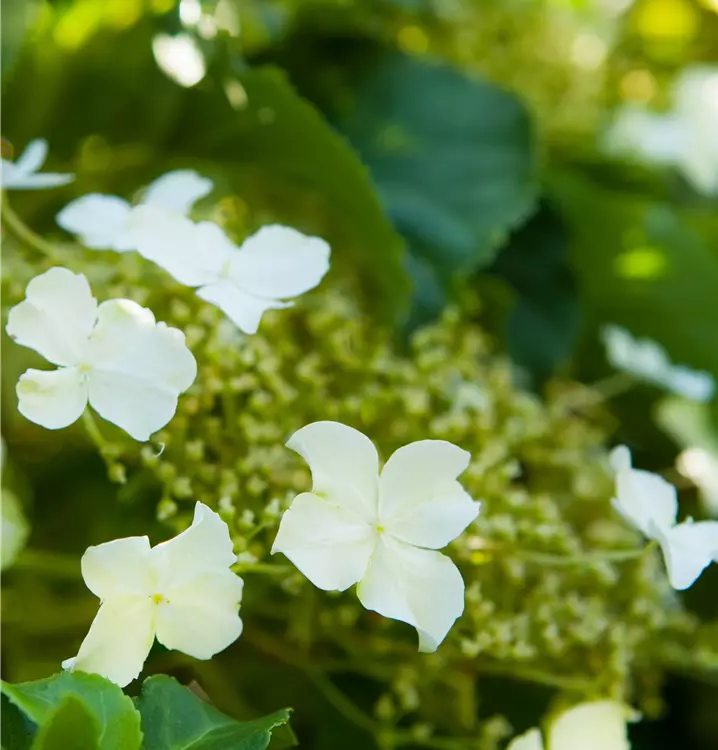 Hydrangea petiolaris