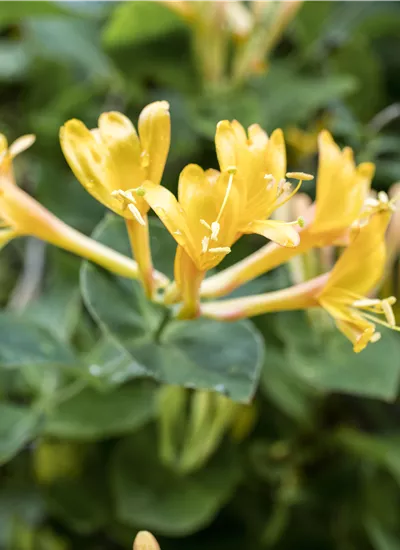 Feuer-Geißschlinge Feuer-Geißschlinge