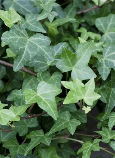 Großblättriger Irischer Efeu Großblättriger Irischer Efeu