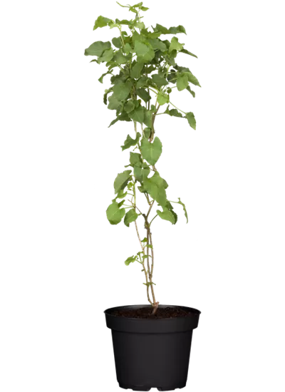 Schling-Knöterich Schling-Knöterich