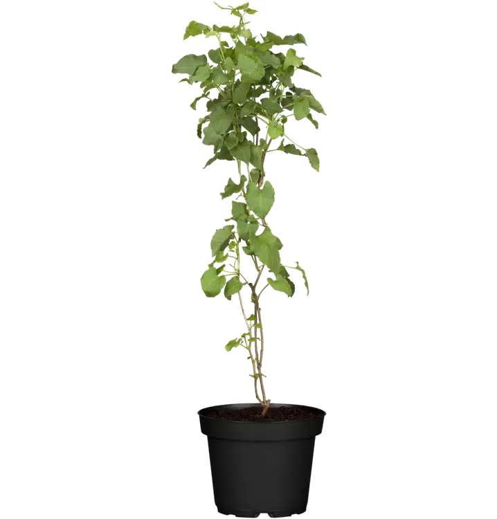 Polygonum aubertii
