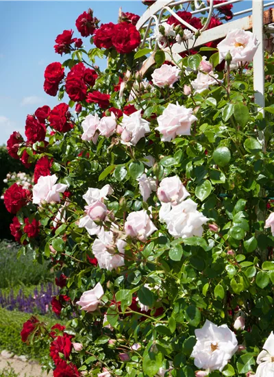 Kletterrosen Kletterrosen