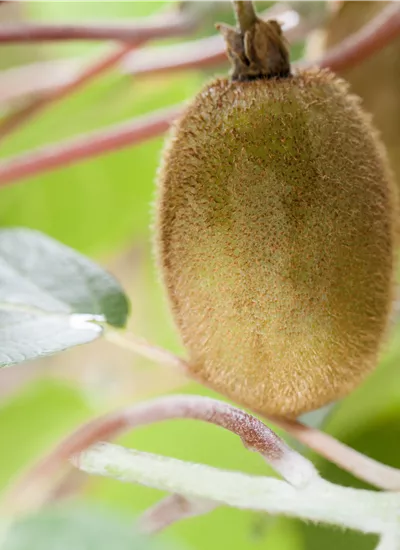 Kiwi 'Jenny' Kiwi 'Jenny'
