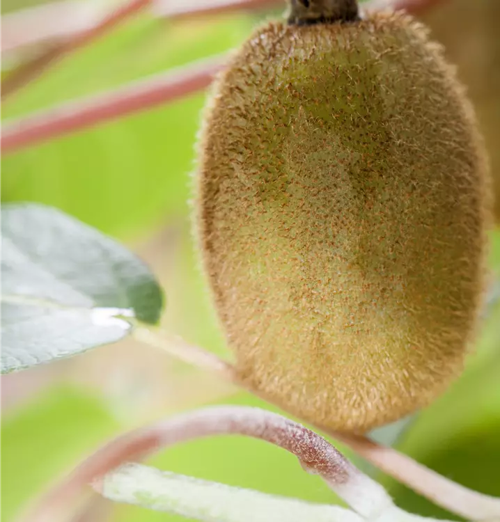 Actinidia chinensis 'Jenny'