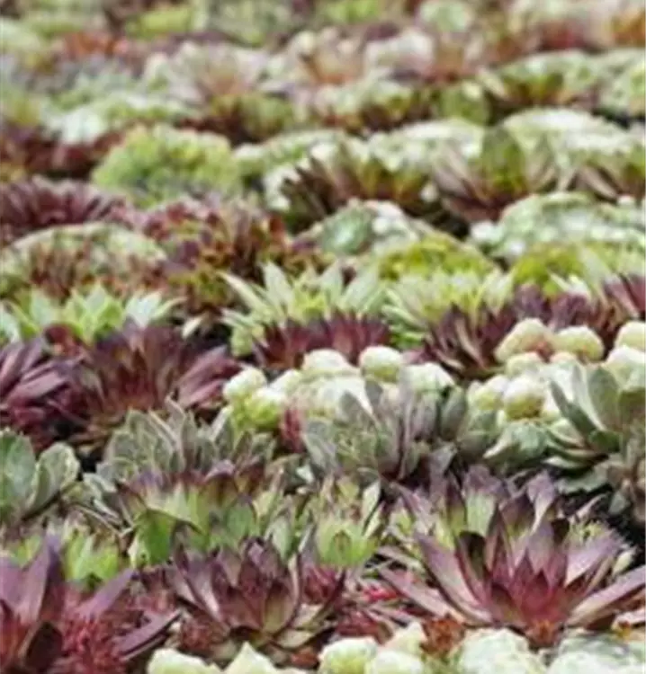 Sempervivum 