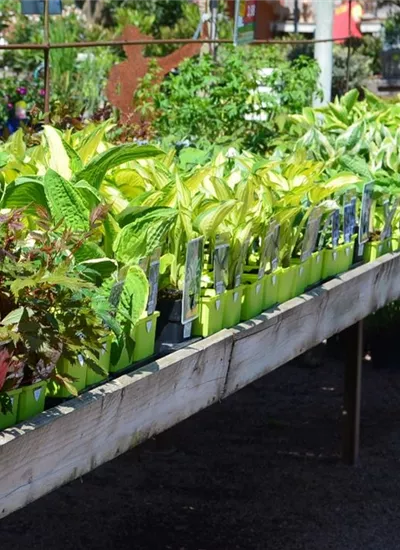 Staudenvielfalt Staudenvielfalt