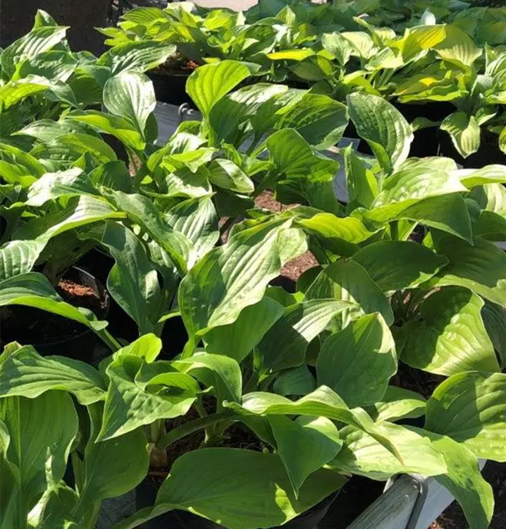 Hosta