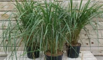 Zum Vergrößern klicken Bildvorschau