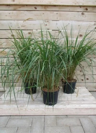 Foersters Reitgras Foersters Reitgras