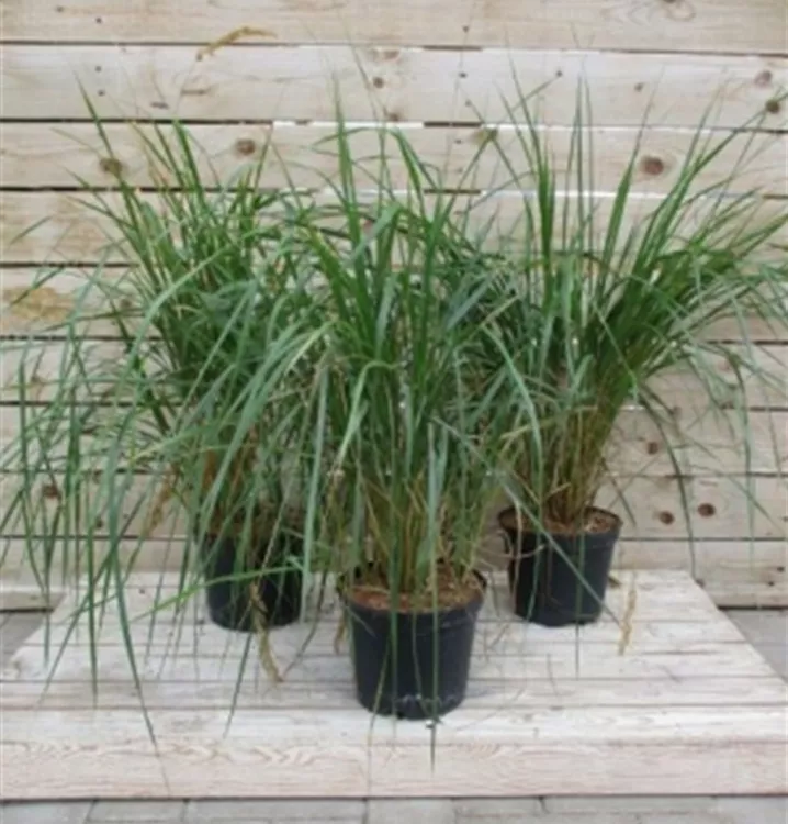 Calamagrostis x acutiflora 'K. Foerster' Calamagrostis x acutiflora 'K. Foerster'