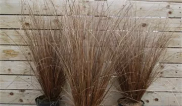 Zum Vergrößern klicken Bildvorschau