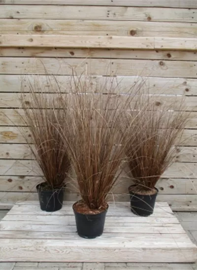 Fuchsrote Neuseeland-Segge Fuchsrote Neuseeland-Segge