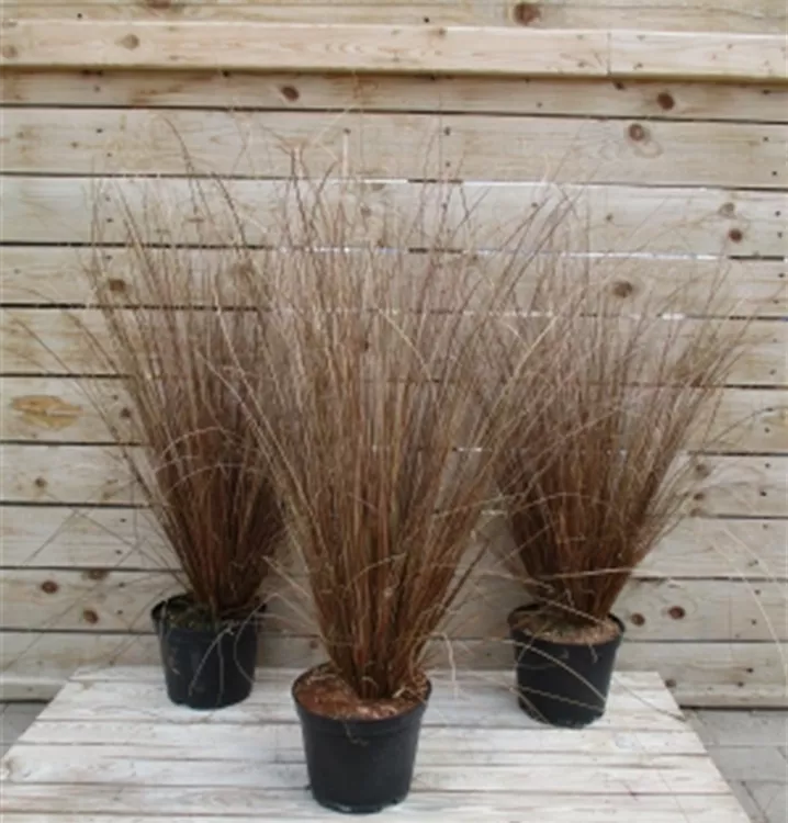 Carex buchananii Carex buchananii