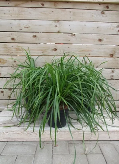 Morgenstern-Segge Morgenstern-Segge