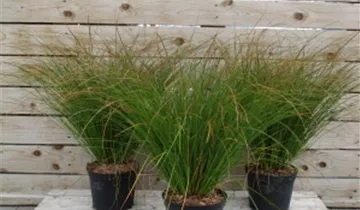 Zum Vergrößern klicken Bildvorschau