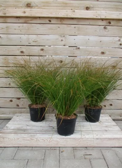 Bronze-Segge Bronze-Segge