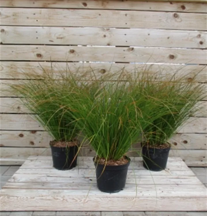 Carex testacea 'Prairie Fire' Carex testacea 'Prairie Fire'