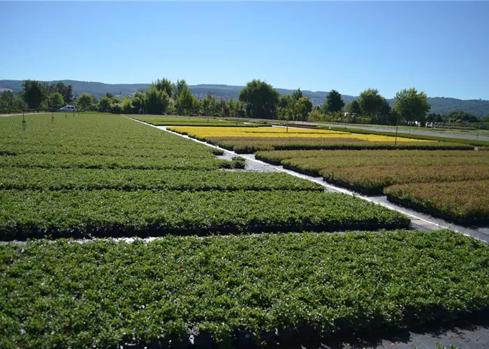 Pflanzenanzucht Pflanzenanzucht