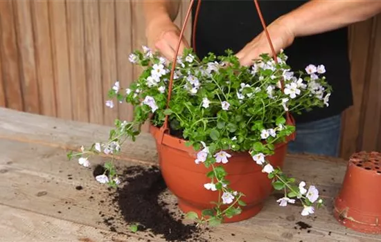 Schneeflockenblume - Ampel Bepflanzen Schneeflockenblume - Ampel Bepflanzen