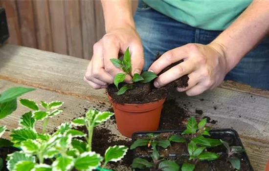 Fuchsien - Stecklinge Umtopfen Fuchsien - Stecklinge Umtopfen