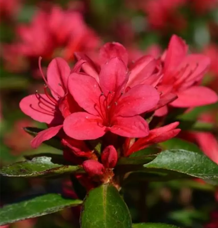 Azalea japonica