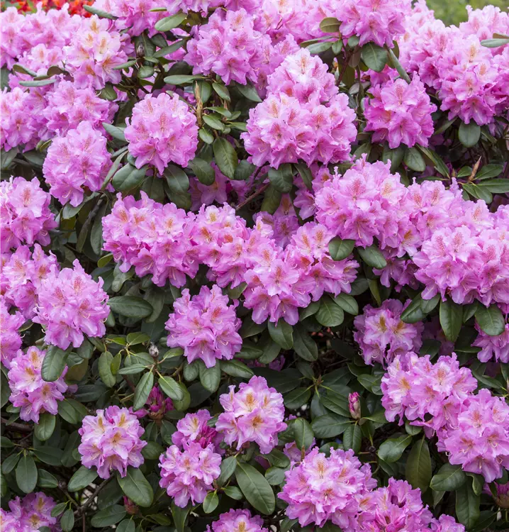 Rhododendron Hybride