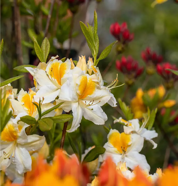 Azalea Knap-Hill