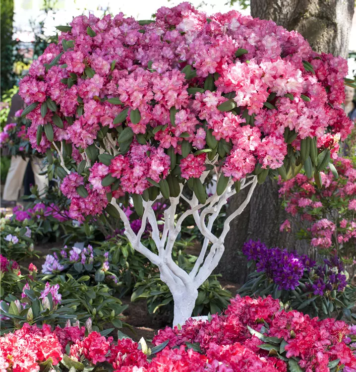 Rhododendron yak.