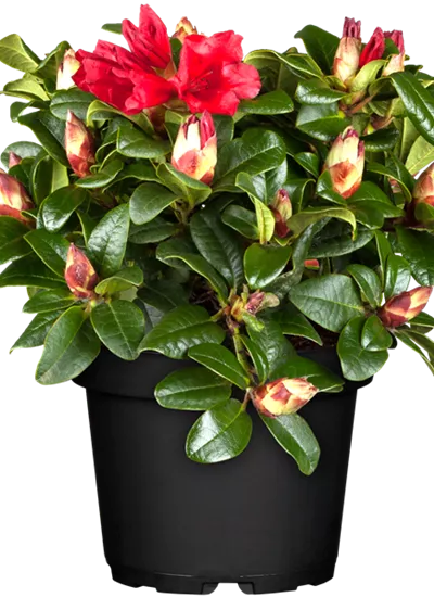 Zwerg-Rhododendron Zwerg-Rhododendron