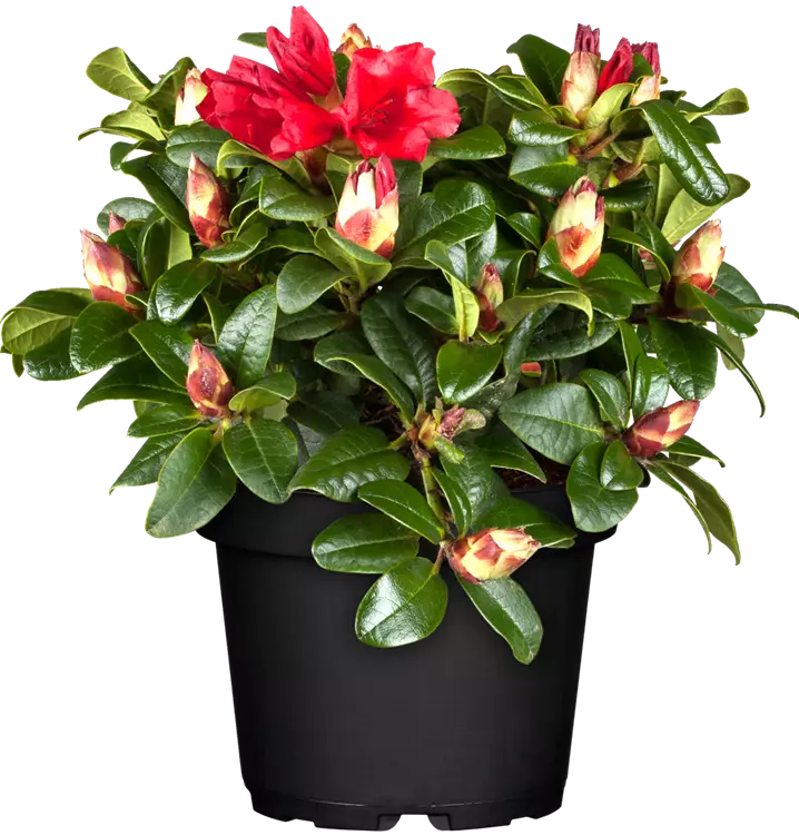 Rhododendron repens 'Scarlet Wonder'