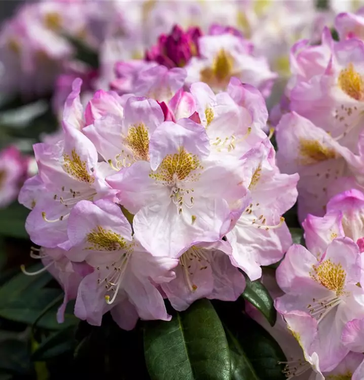 Rhododendron Inkarho -R-