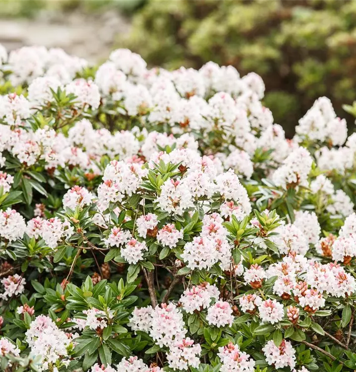 Rhododendron micranthum 'Bloombux' ®