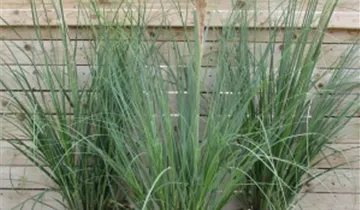 Zum Vergrößern klicken Bildvorschau