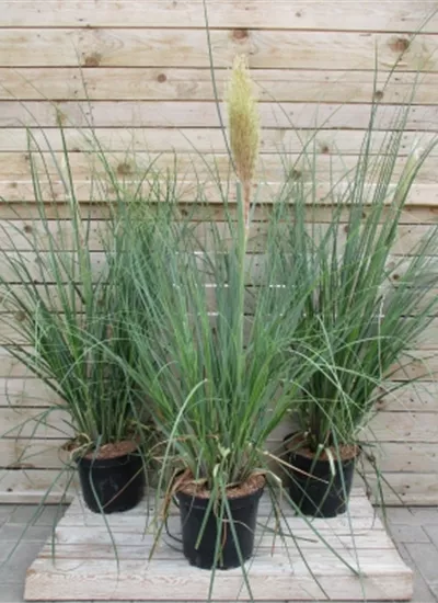 Kleines Pampasgras Kleines Pampasgras