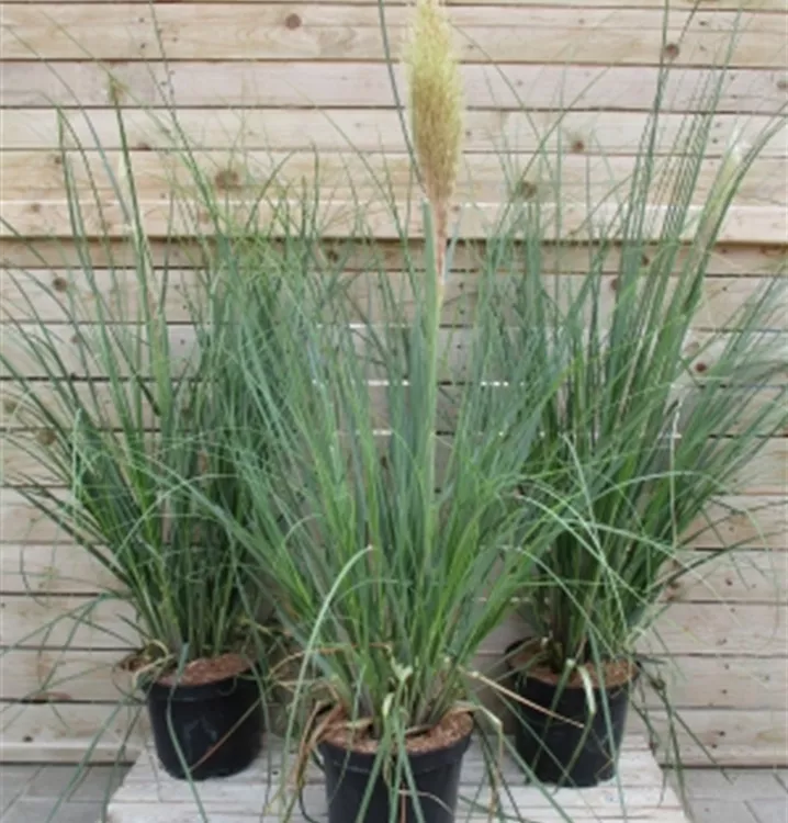 Cortaderia selloana 'Pumila' Cortaderia selloana 'Pumila'