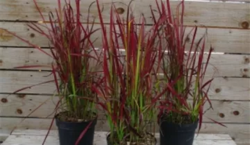 Zum Vergrößern klicken Bildvorschau