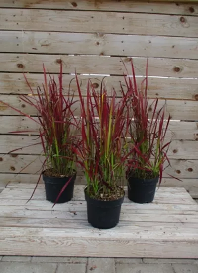 Japanisches Blutgras Japanisches Blutgras