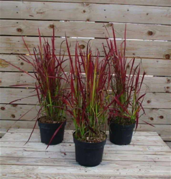 Imperata cylindrica 'Red Baron' Imperata cylindrica 'Red Baron'