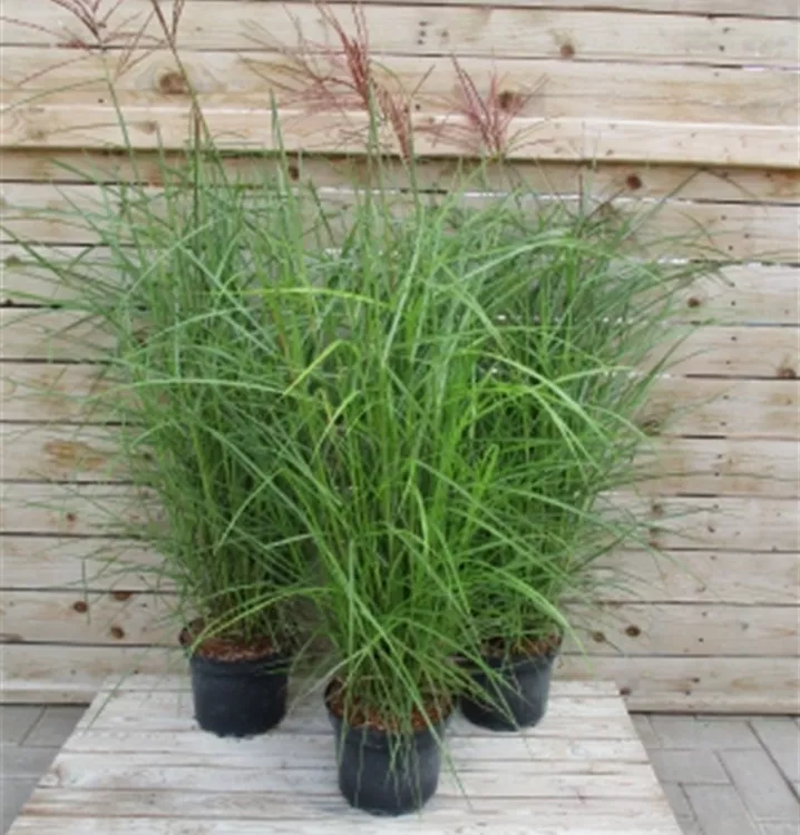 Miscanthus sinensis 'Ferner Osten' Miscanthus sinensis 'Ferner Osten'