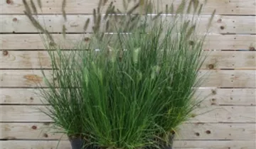 Zum Vergrößern klicken Bildvorschau